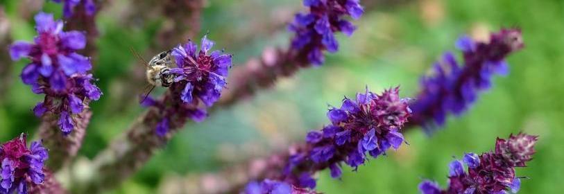 דיקור סיני ו ירידה במשקל